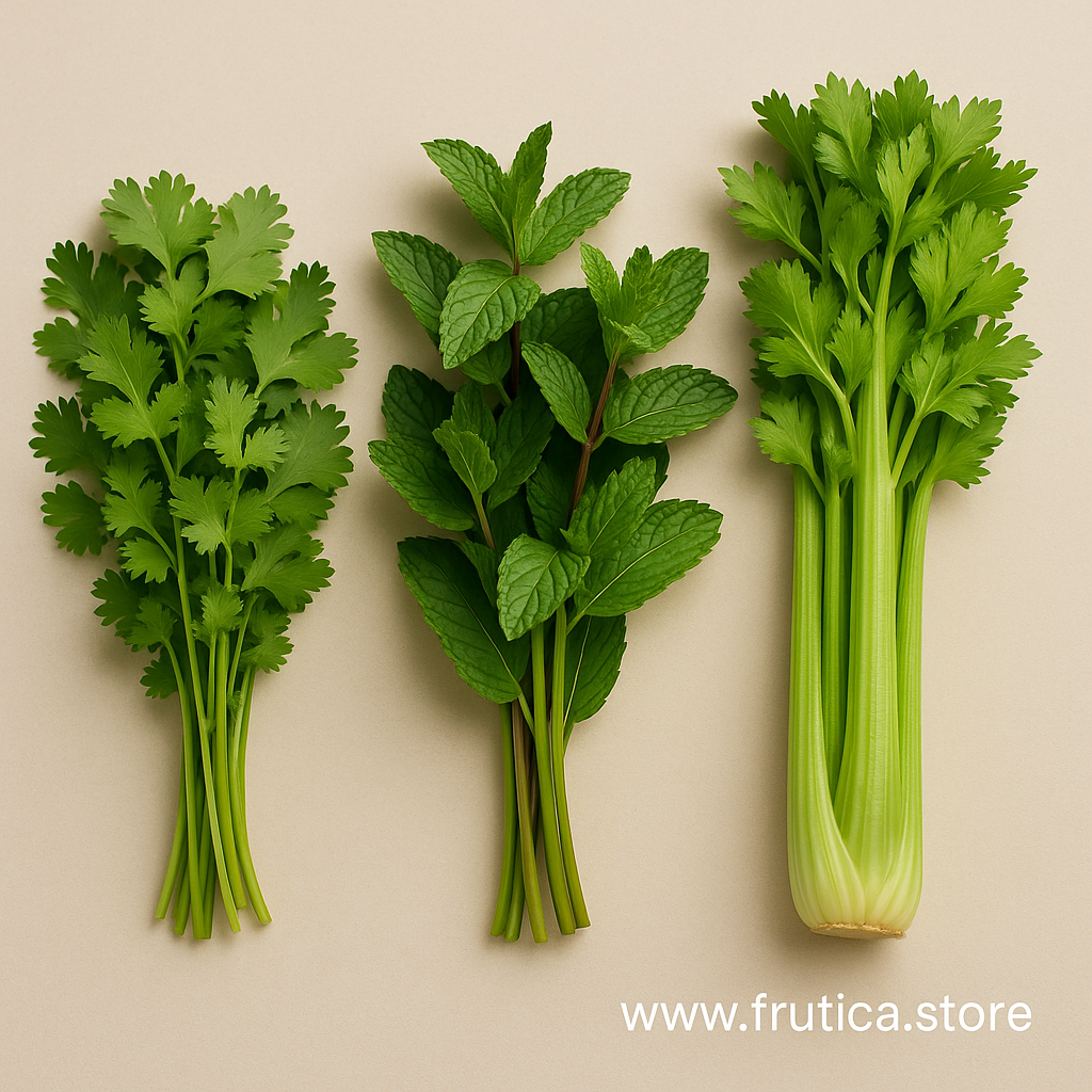 Hierba Buena , Apio , Olor y culantro cilantro